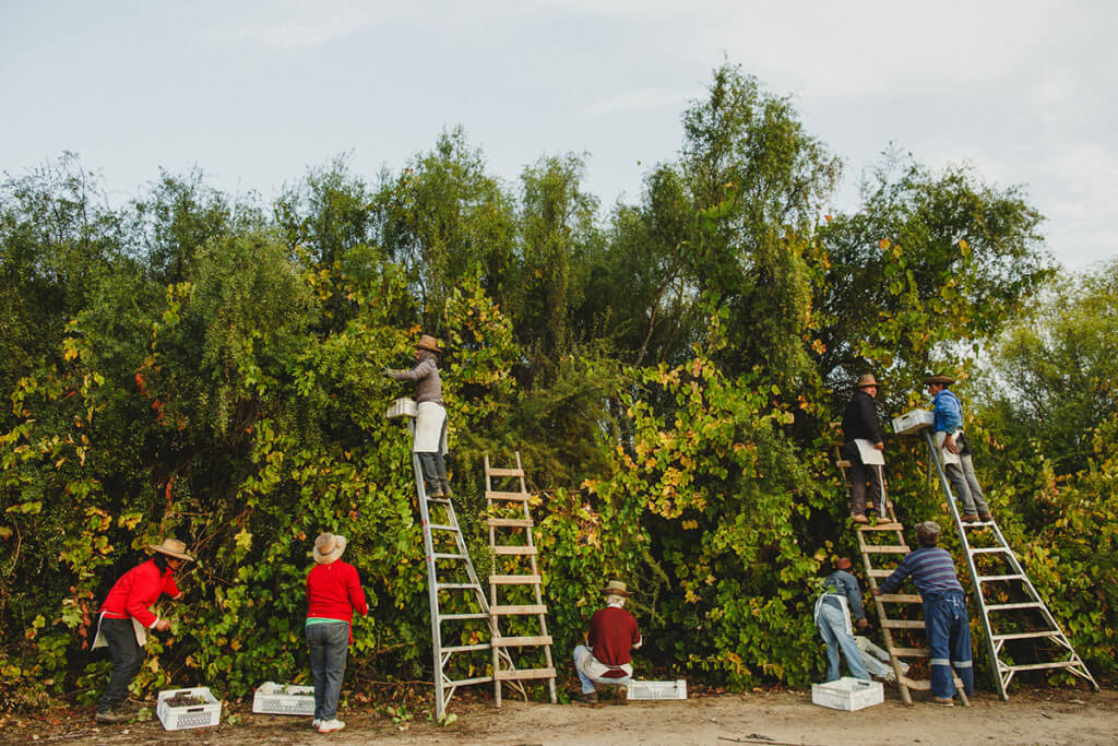 Hand picking of the país grapes for Bouchon Family Wines' Pais Salvaje.