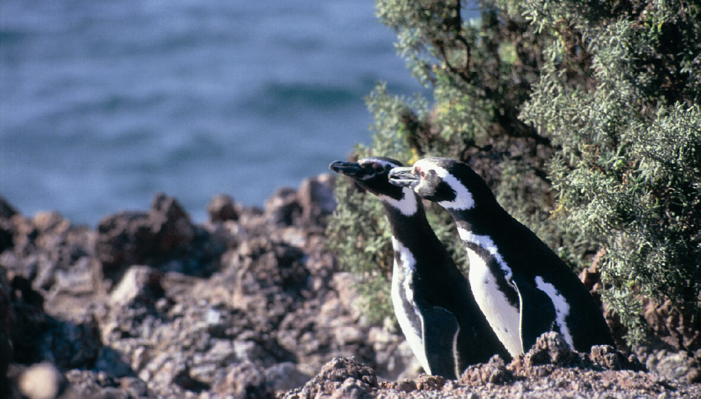 Penguins in Argentina