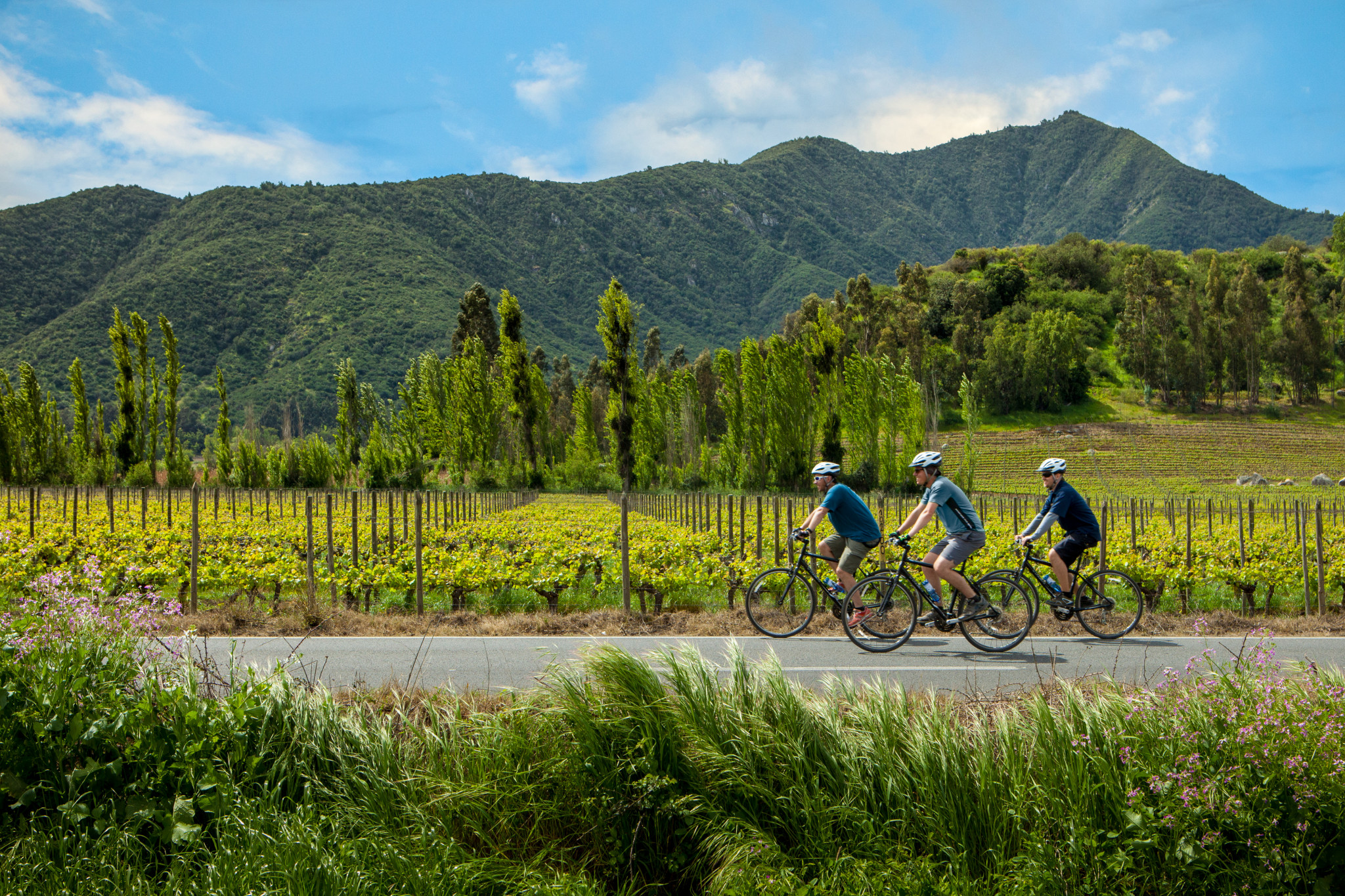 Cycling Through Colchagua Valley Chile