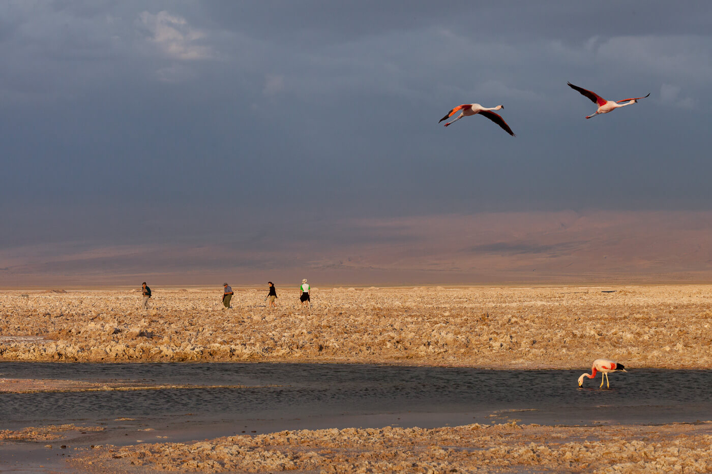 Flamingos in Atacama Desert Salt Flat Chile