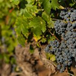Chile grapes and wine tour