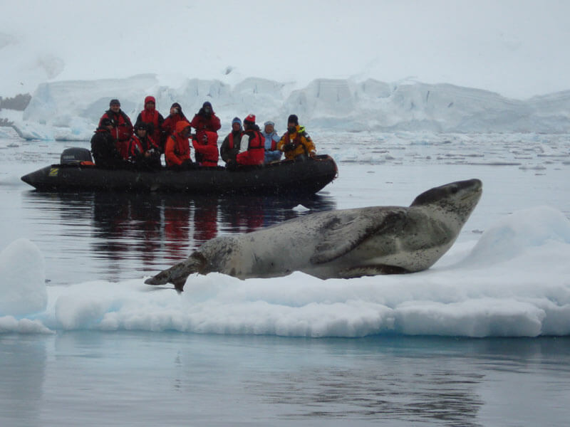 Seals And Boating Antarctica