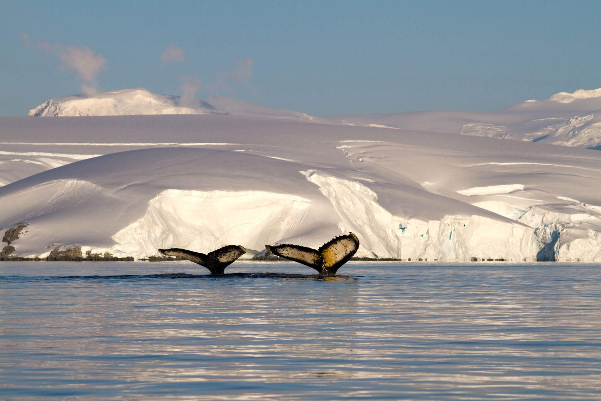 Whale Watching Antarctica