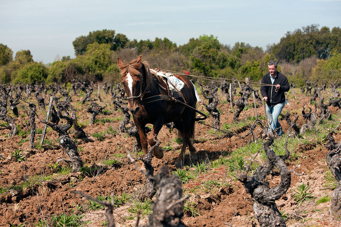 garage-wine-co-small-farmers-in-Maule-Valley-Chile-web