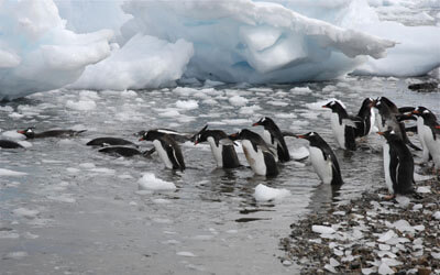 Penguins Swimming Antarctica Chile
