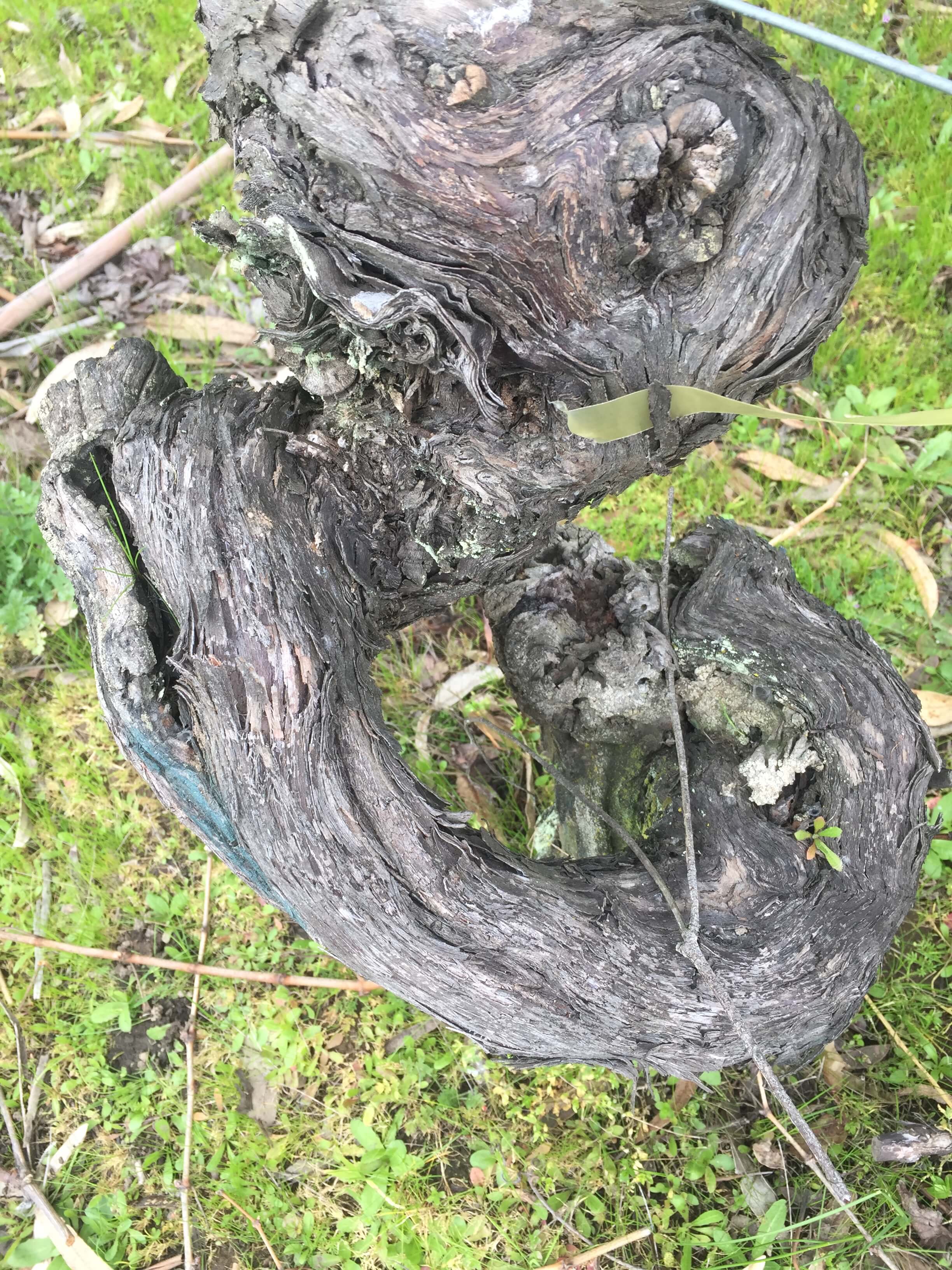 Oldest Vines In Chile Neyen Vineyard