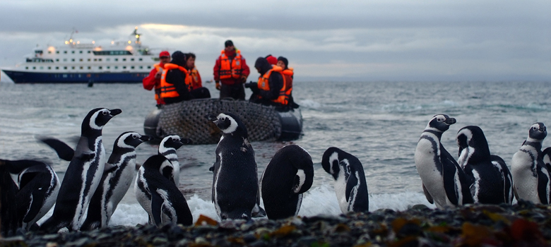 Pinguin Guided Tour Antarctica