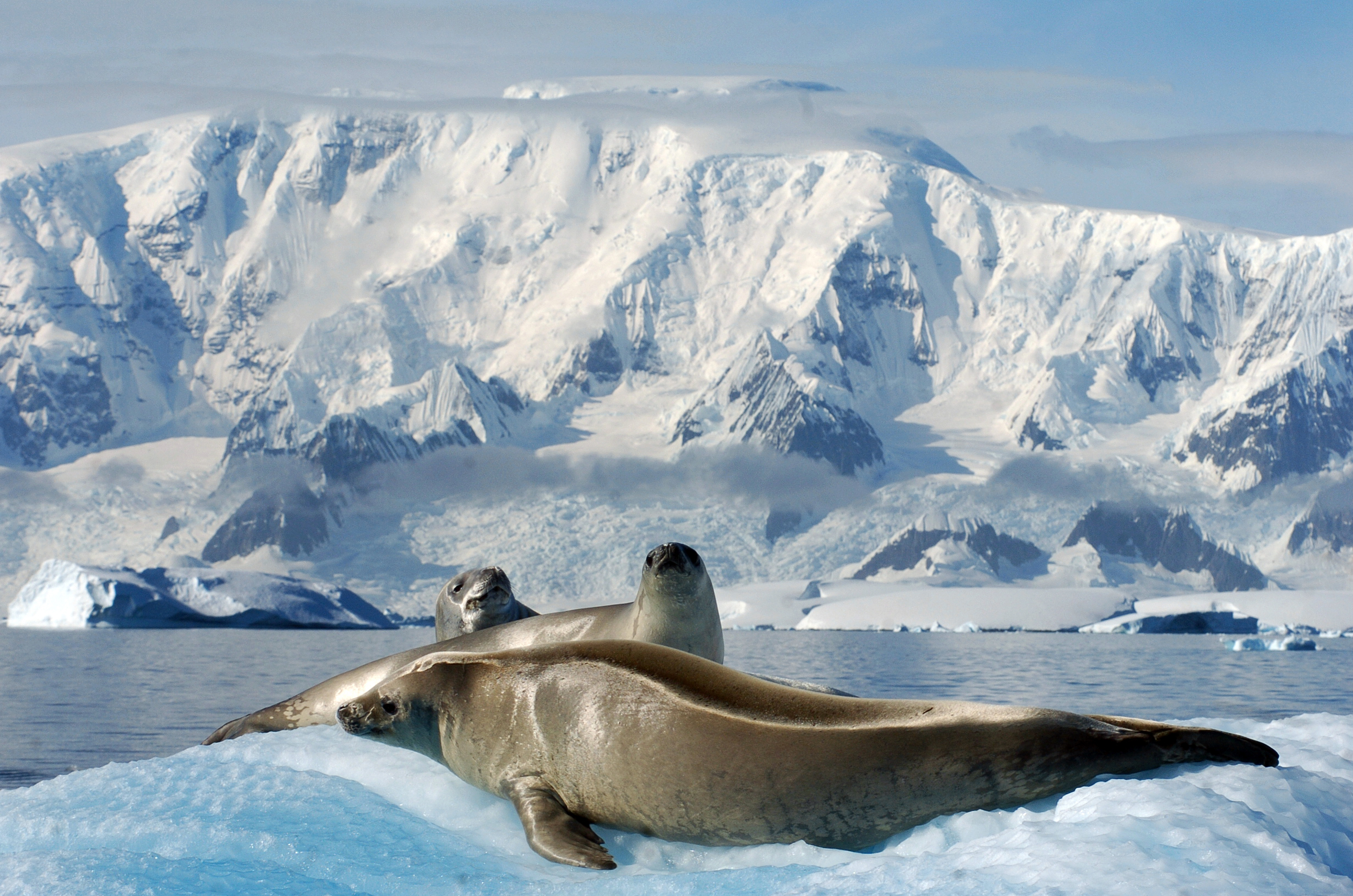 Seal In Patagonia Antarctica