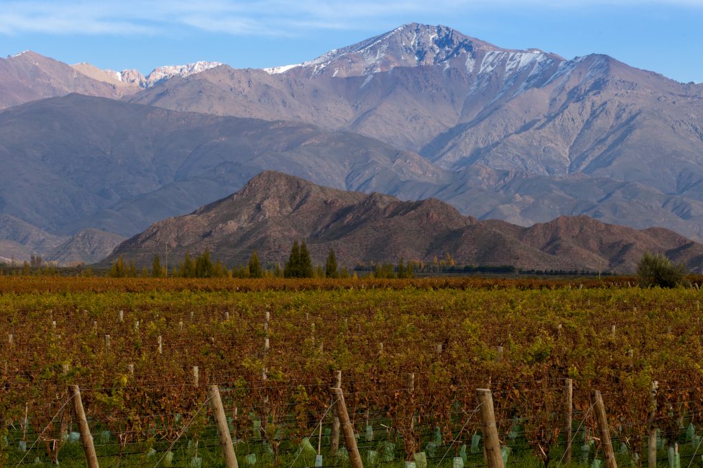 mountains & vineyard of Mendoza