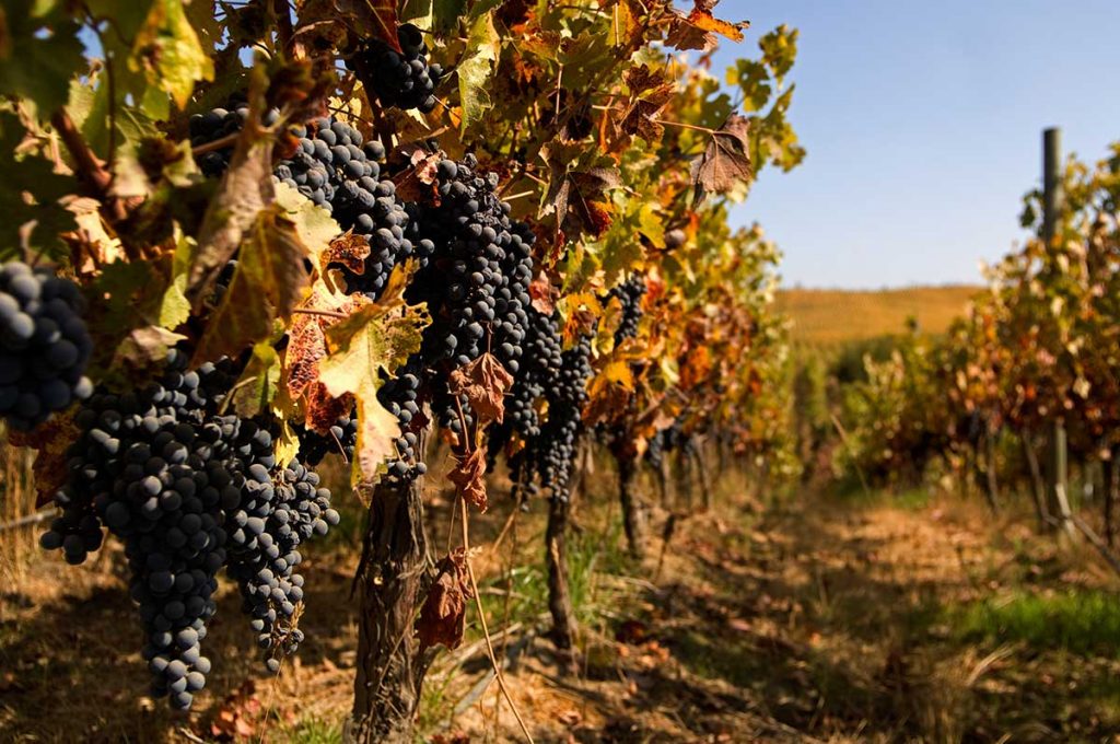 Via Montes Chile Grape Vines