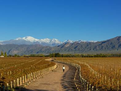 Vineyards in Mendoza